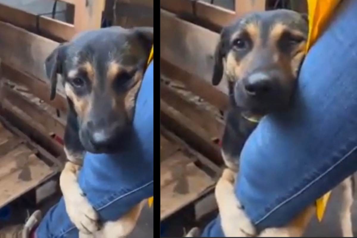 Ha avuto troppa paura: cucciolo si aggrappa alla veterinaria dopo che gli ha salvato la vita