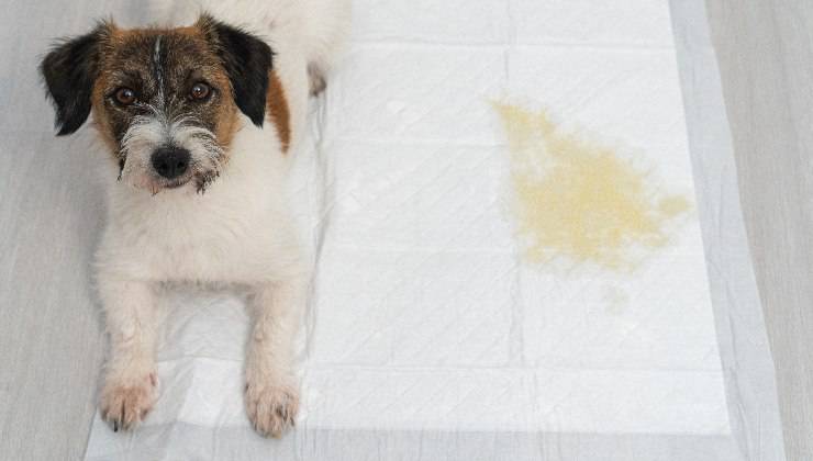 i bisogni del cane in casa