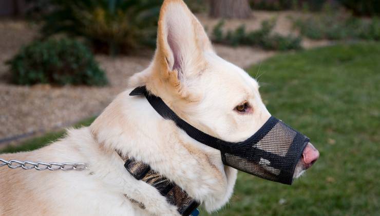 museruola del cane