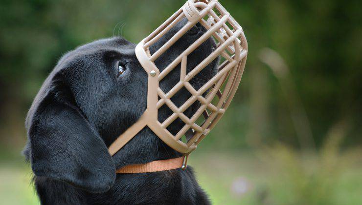 quando mettere la museruola al cane