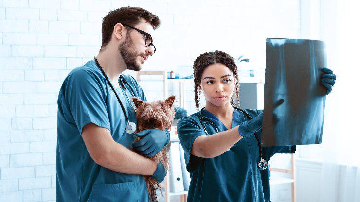 rx al cane per individuare le ossa del pollo