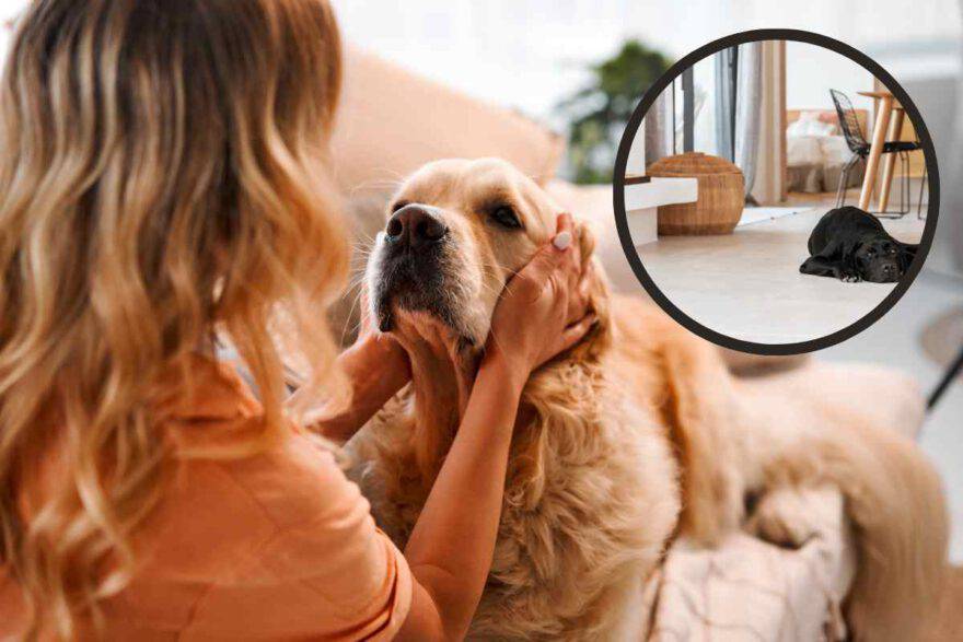Amore di mamma fai il bravo torno presto! Tutti i modi per salutare Fido