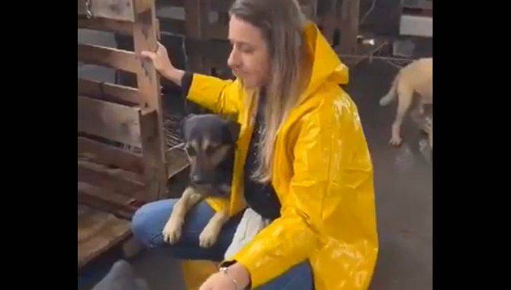 veterinaria con cane salvato