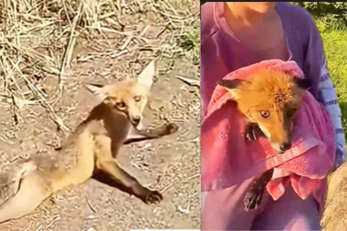 Trova una volpe ferita gravemente e fa di tutto per salvarla dal suo triste destino