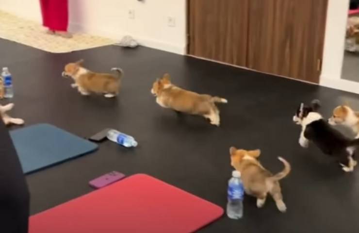 cucciolo corrono in palestra 