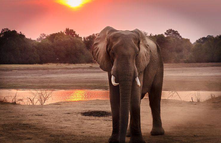 Elefante in Africa