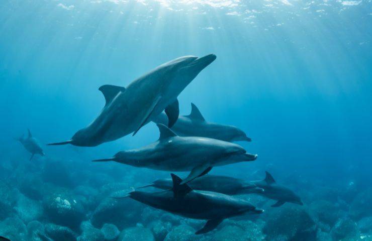 delfini in acqua