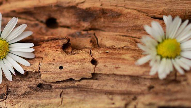 Buchi di diversa grandezza nel legno