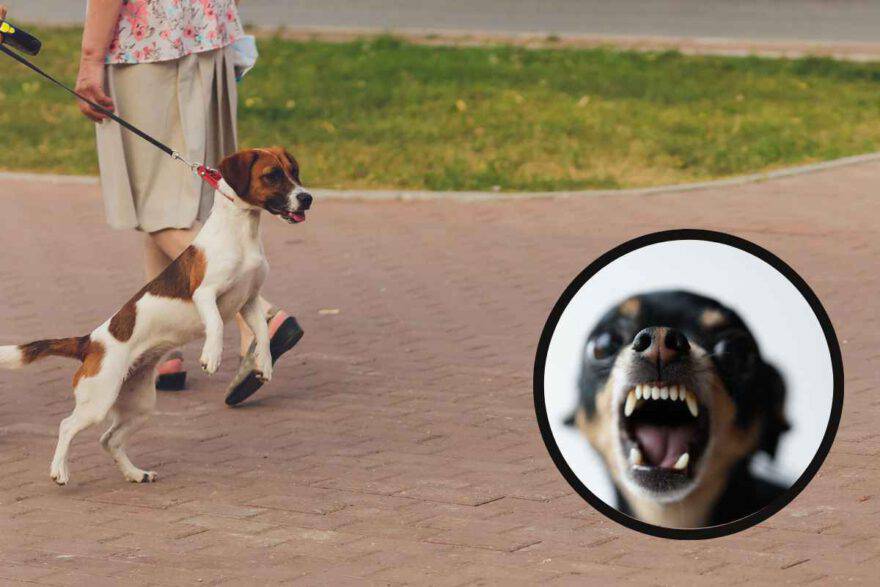 cane contro persone
