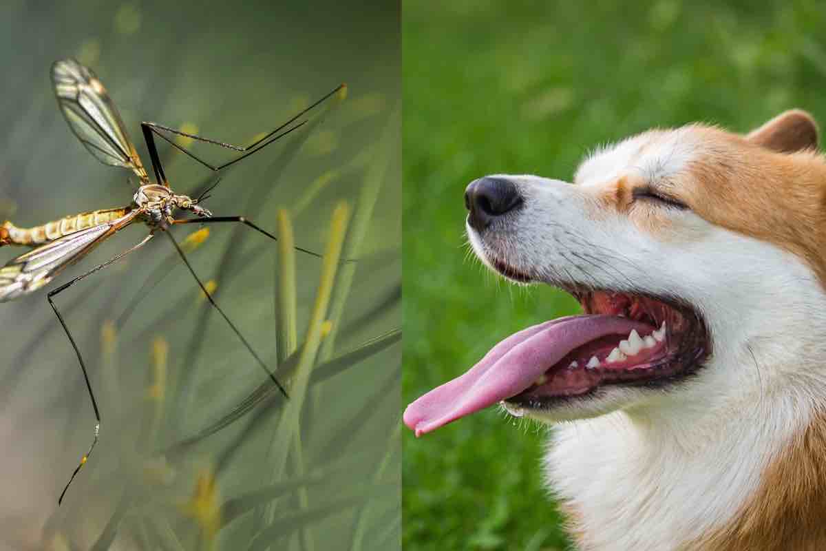 Repellenti naturali contro pulci, zecche, zanzare per cani e gatti sono davvero efficaci? Cosa dice l’esperto...