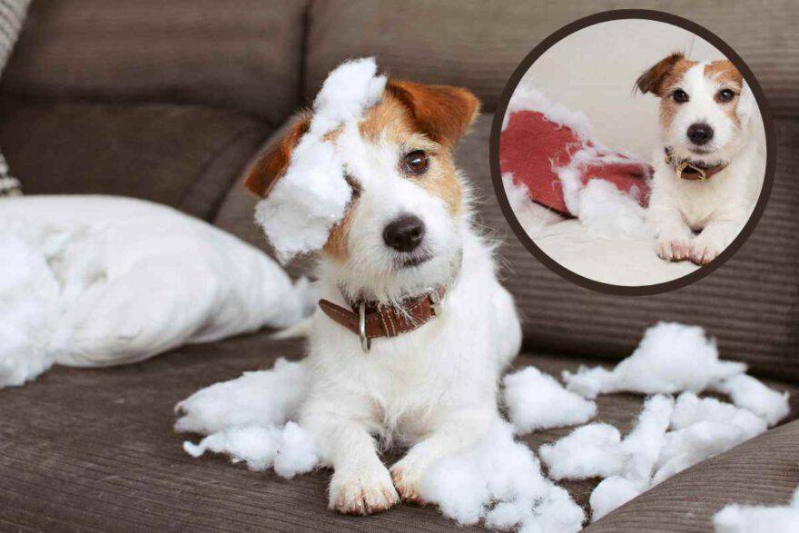 cane su divano