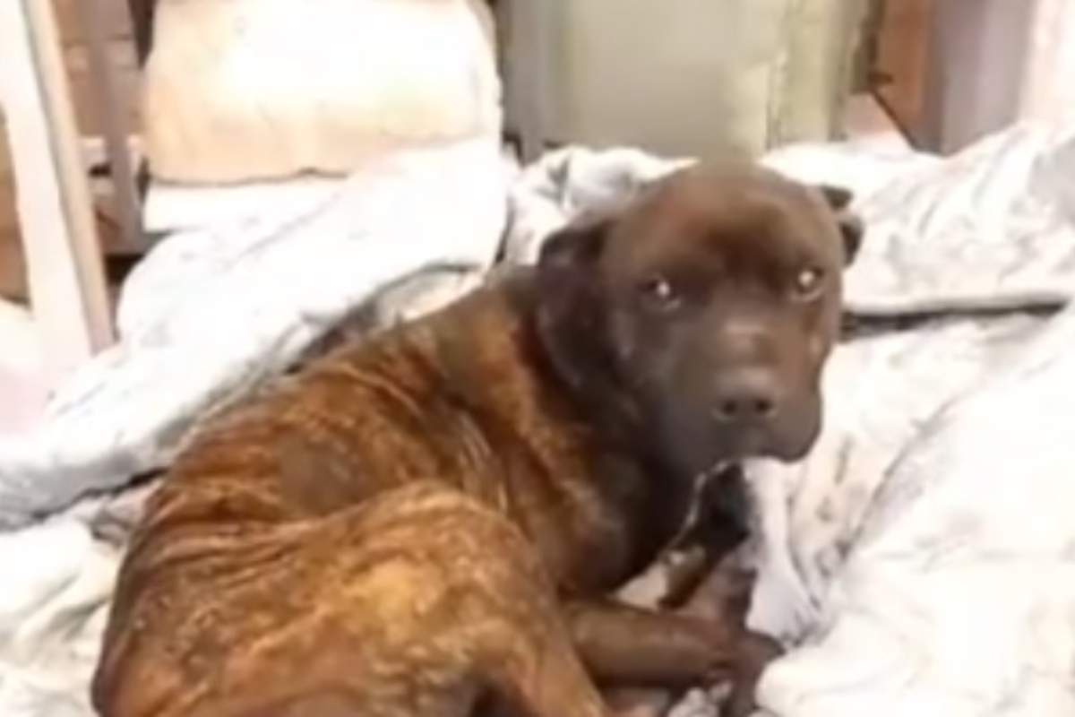 Cane sul materasso