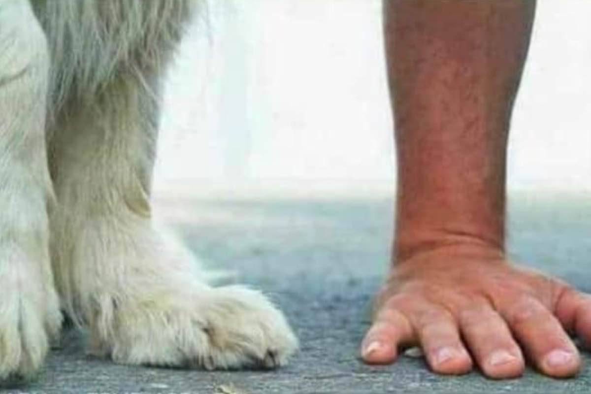 Posso portare il cane a spasso in estate? Si, ma rispetta la regola dei 5 secondi