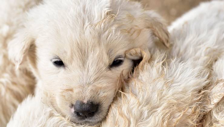 Cucciolo di cane dal pelo bianco