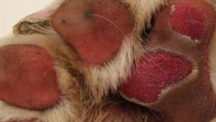 Zampa di un cane con ustioni d'asfalto