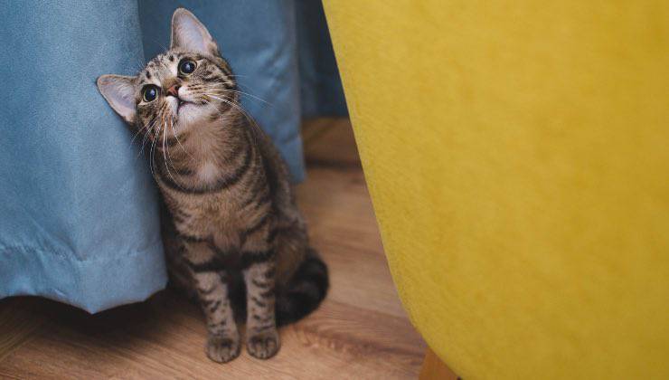 Cucciolo di gatto ai piedi del letto