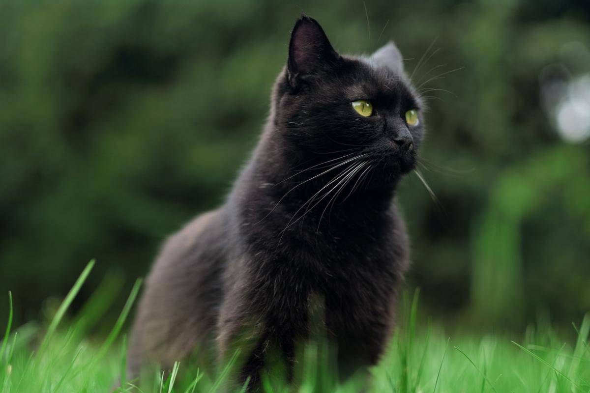 Gatto nero nel prato
