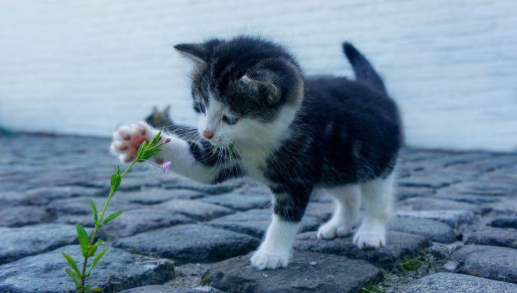 Piccolo gatto incuriosito da elementi naturali 