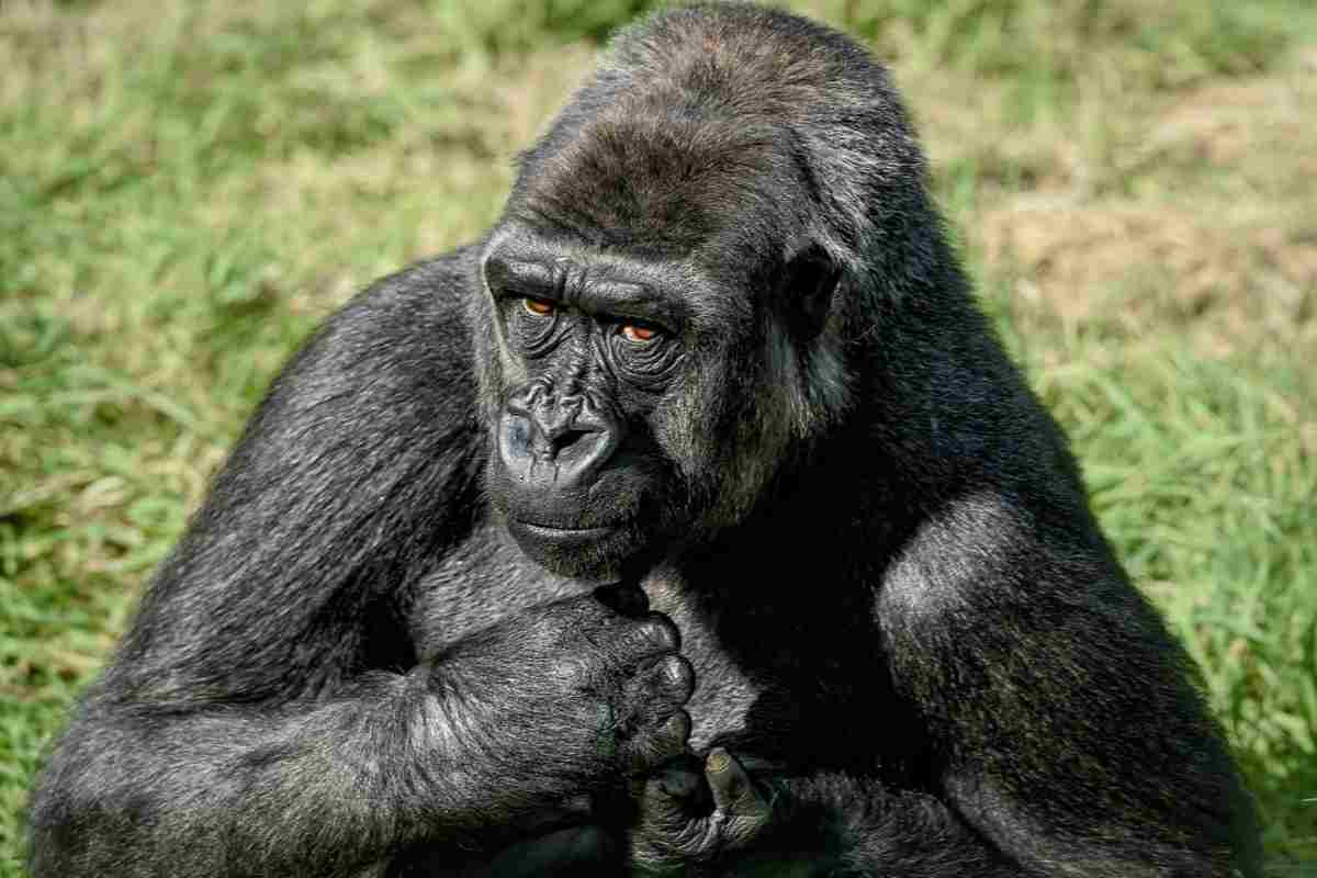 Esemplare di Gorilla