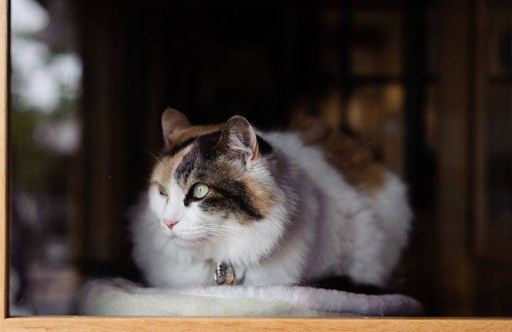 Gatto assorto nei pensieri