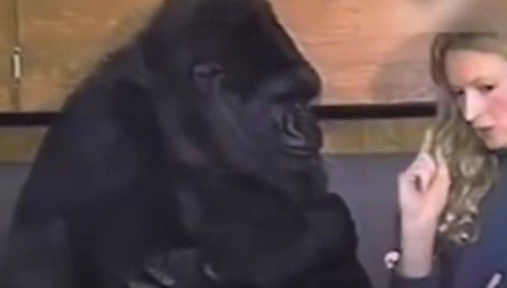 Il gorilla Koko 