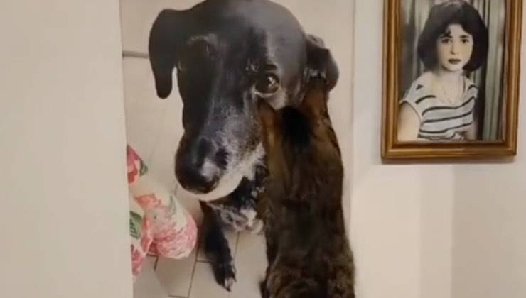 Gatto si avvicina alla fotografia della cagnolina Cloe dopo la dipartita 