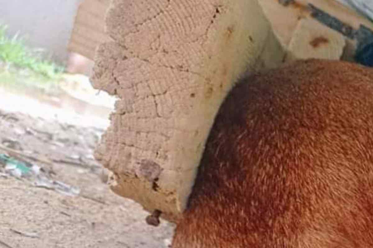 Pensavano si trattasse di una tartaruga poi la scoperta sconcertante