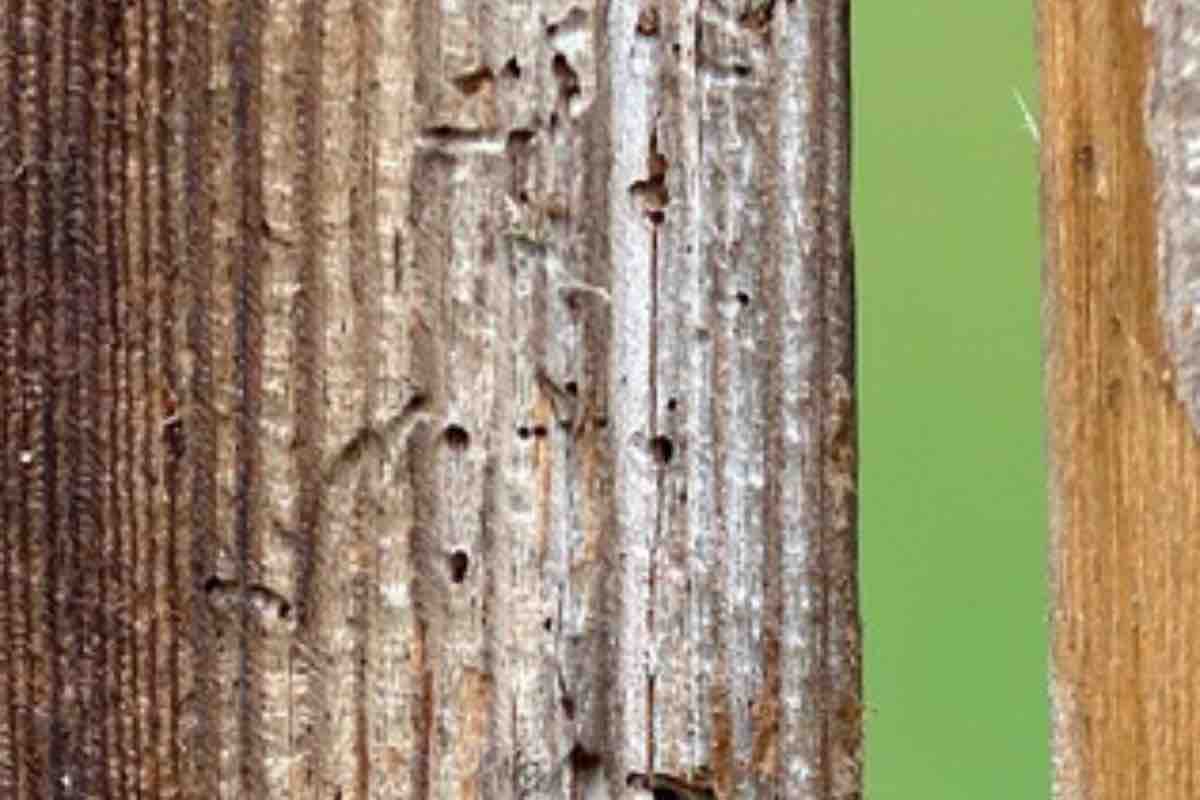 Ho trovato dei piccoli buchi nel legno: sono state le api a farli?