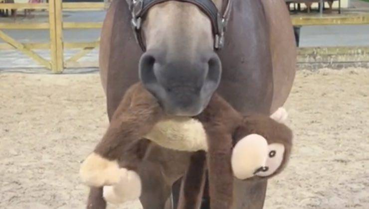 Cavallo da Guinness con scimmietta di peluche