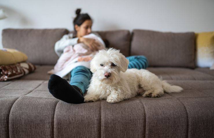 Cane e famiglia