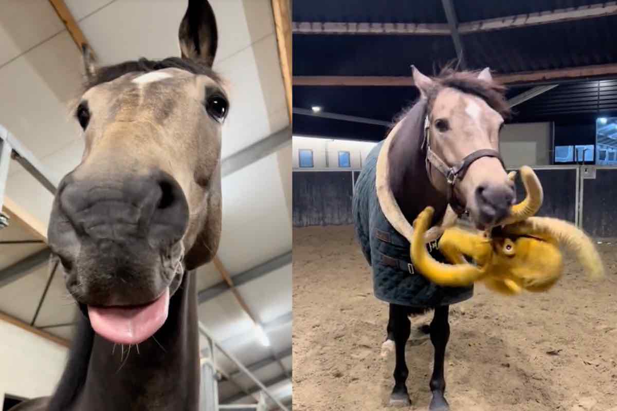 Cavallo gioca con peluche a forma di polpo