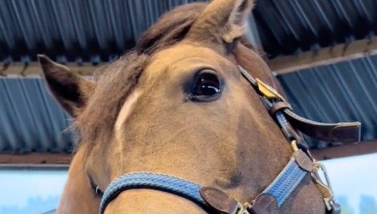 Sguardo tipico di un cane su un cavallo marrone