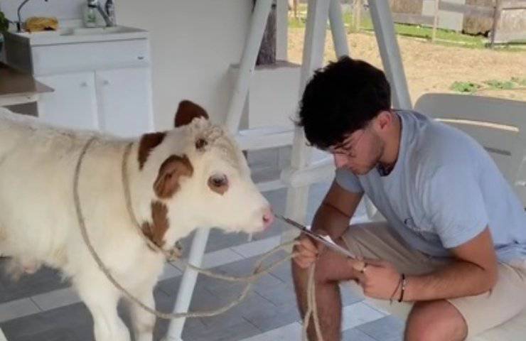 Vitellino in compagnia di un ragazzo 