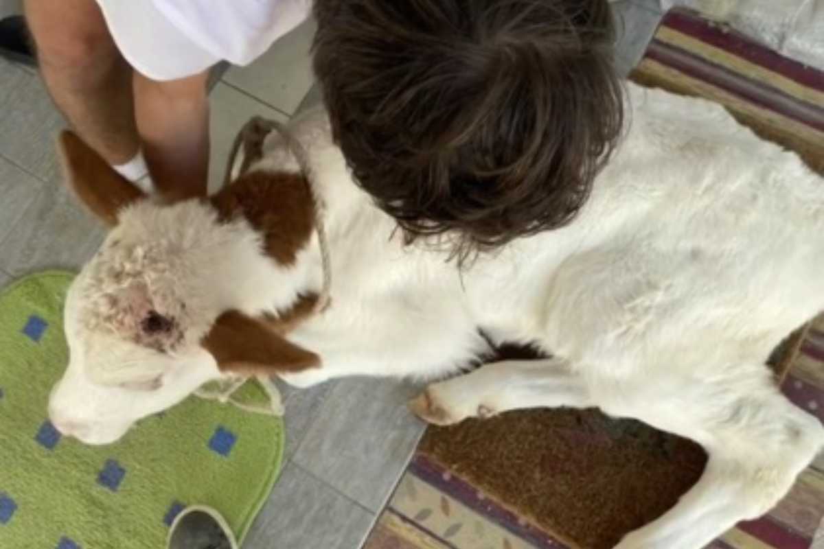 Un vitellino con un ragazzo