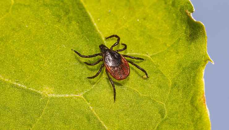 Zecca (Pixabay Erik_Karits - amoreaquattrozampe.live)