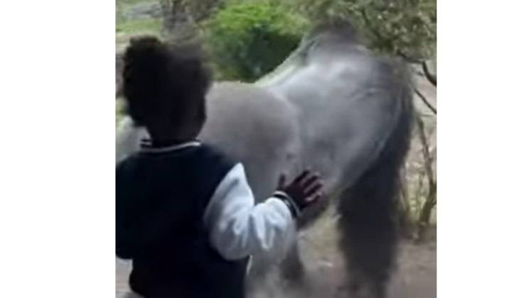 bambino osserva il gorilla allo zoo