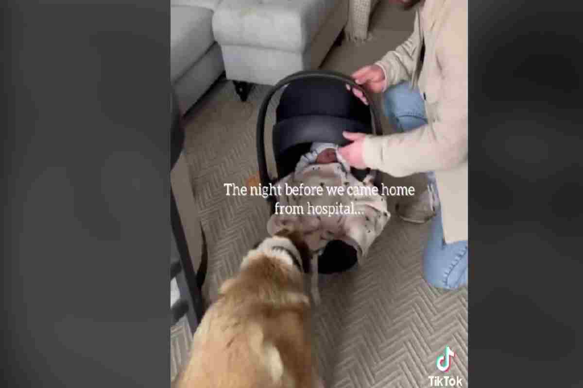 Neonato e cane in casa, quale sarà la reazione? quella di questo cucciolo è strepitosa e ha lasciato tutti senza fiato