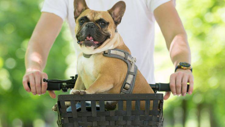 cane in bicicletta