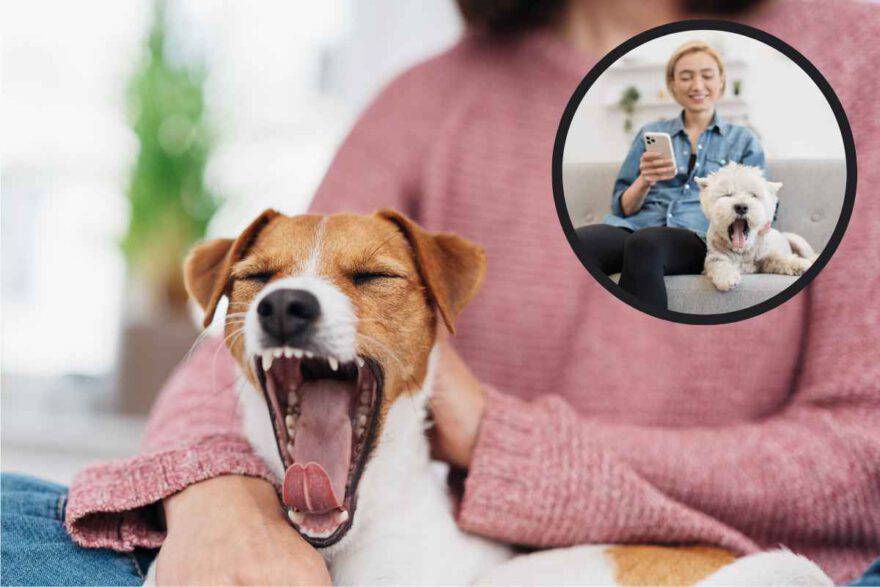 cane che sbadiglia