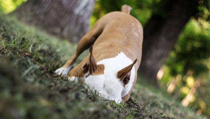 cane all'aperto