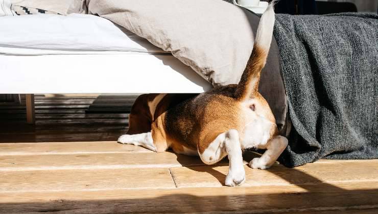 cane sotto al letto del proprietario