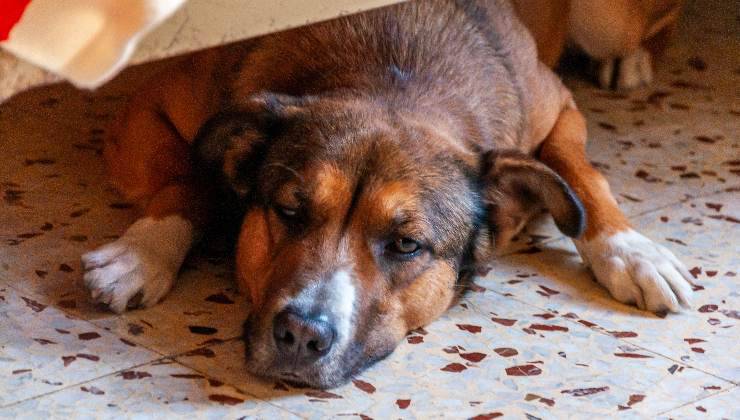cane riposa sotto il letto