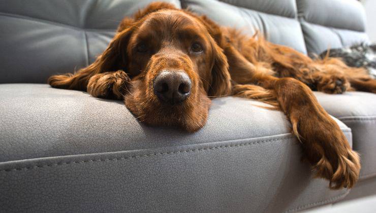 cane su divano