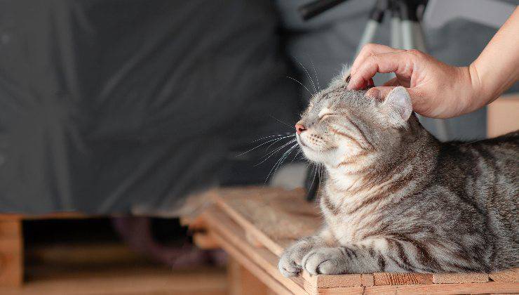 gatto e coccole