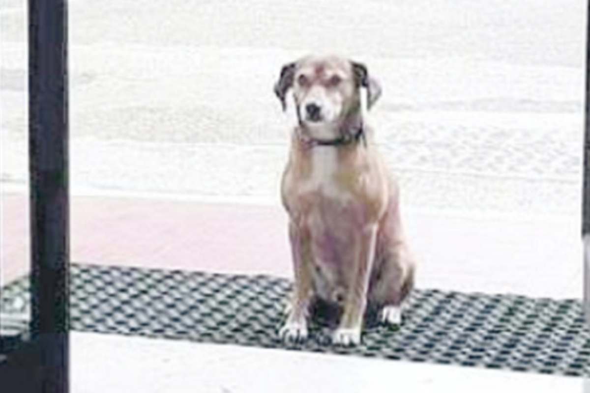 Cucciolo aspetta fuori dalla scuola