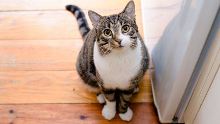 gatto ascolta