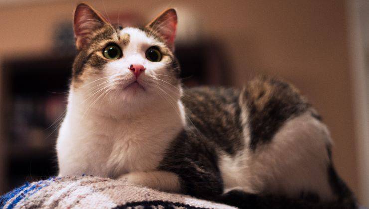 gatto non ascolta