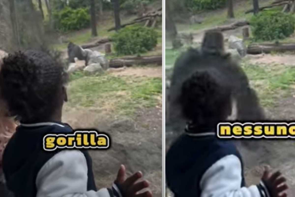 Reazione sconcertante: appena i loro sguardi si incrociano succede qualcosa che ha infastidito molte persone