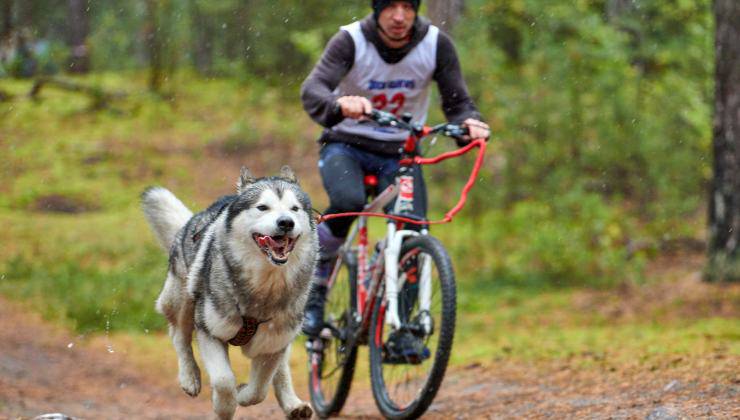ciclista con cane al guinzaglio