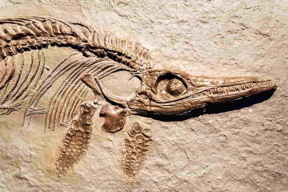 Scoperta scioccante: è una nuova specie ed è un predatore agguerritissimo